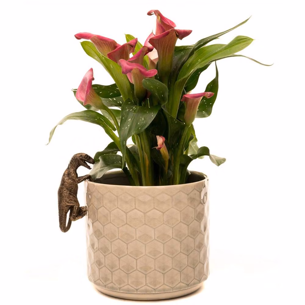 Jardinopia Velociraptor Decorative Hanging Plant Pot Ornament, Bronze, L10.5 x W4.5 x H5 cm – 9