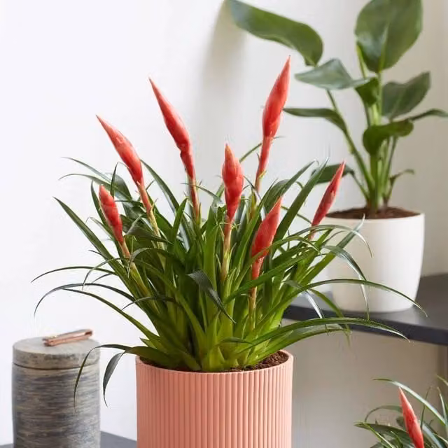 Primrose Vriesea Astrid Flaming Sword Flowering Indoor House Plant in Green and Red, Height: 40 cm, 12 cm Pot
