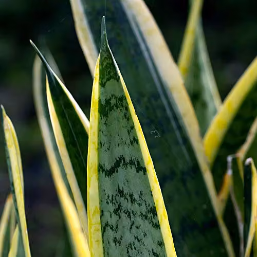 Thompson and Morgan Sansevieria Snake Plant Mother in Laws Tongue Indoor Evergreen House Plant, 1x 12cm Potted Plant – 5