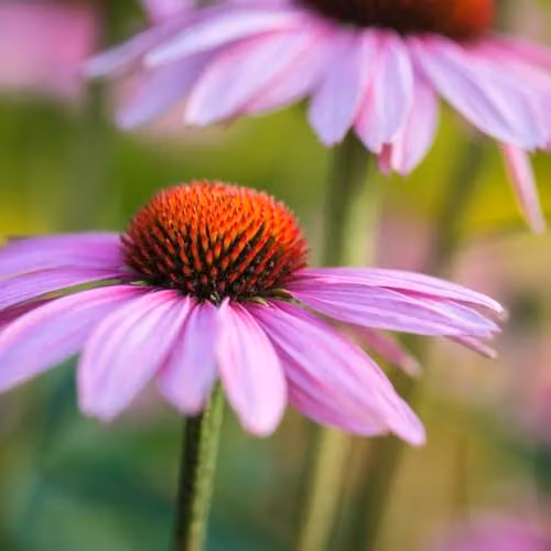 Thompson & Morgan Echinacea purpurea Rubinstern Pink Coneflower Perennial, Pack of 2 x 9cm Pots – 1