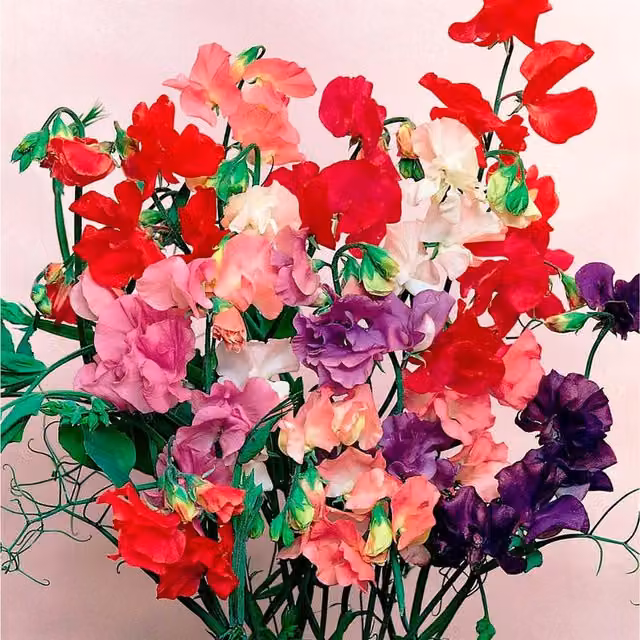 Plants By Post Sweet Pea Spencer Mixed Fragrant Climber Flowers, Pink, Purple and Red, 3 x 9cm Pots