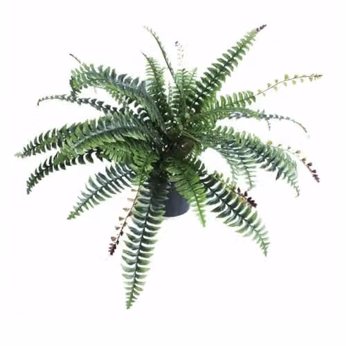 Leaf Artificial Boston Fern Plant in Green with Pot, Height: 60 cm
