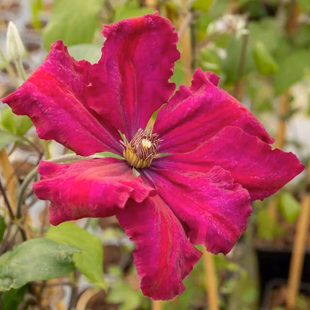 Marshalls Garden Clematis Rouge Cardinal Red Summer Climber
