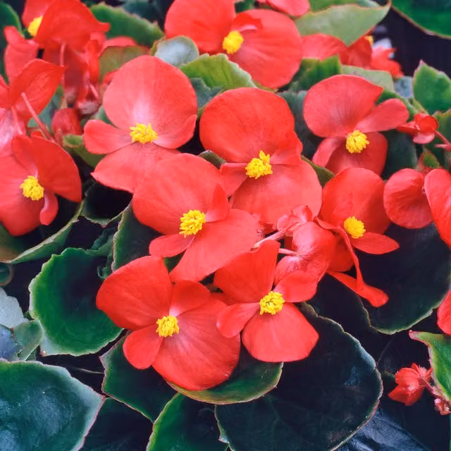 Plants By Post Scarlet Begonia Semperflorens Bedding Plants, 6 Pack