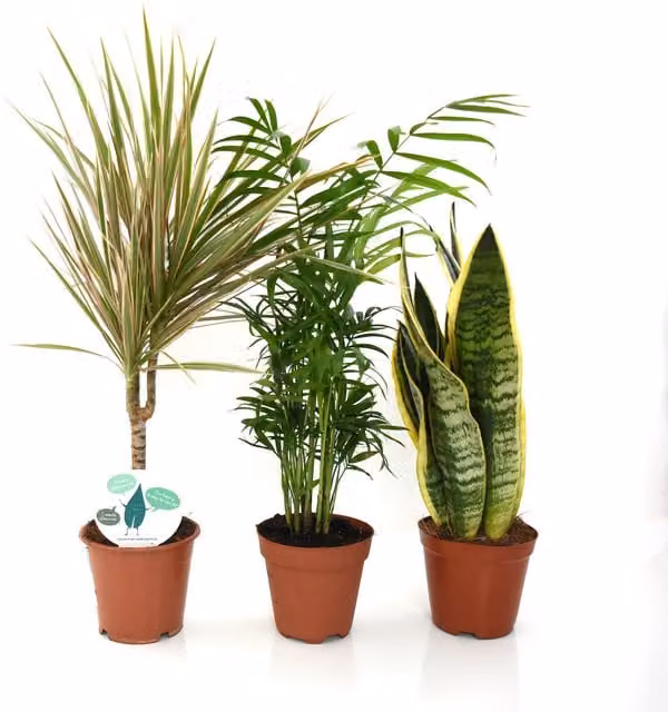 Thompson & Morgan Houseplant Clean Air Collection of 3 Air Purifying Indoor Plants in Green, Red and Yellow