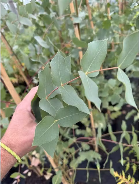 Direct Plants Eucalyptus Urnigera Evergreen Tree, Green and Blue, 5-6ft in a 5 Litre Pot