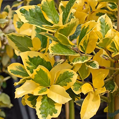 Thompson and Morgan Ilex altaclerensis Golden King Hardy Holly Tree in 9cm Pot – 3