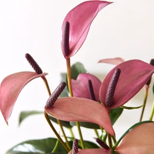 Thompson & Morgan Anthurium Aqua Pink Flowering Indoor Plant with Visible Roots in a Transparent Glass Vase – 3