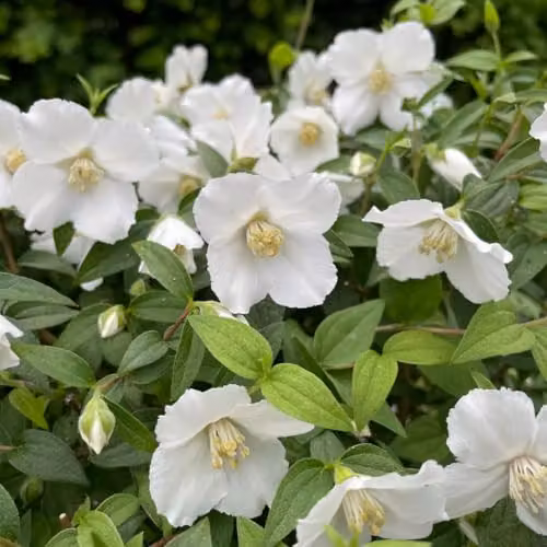 Thompson & Morgan Philadelphus Petite Perfume White Compact Fragrant Mock Orange Ornamental Shrub, 2 x 9cm Pots – 2