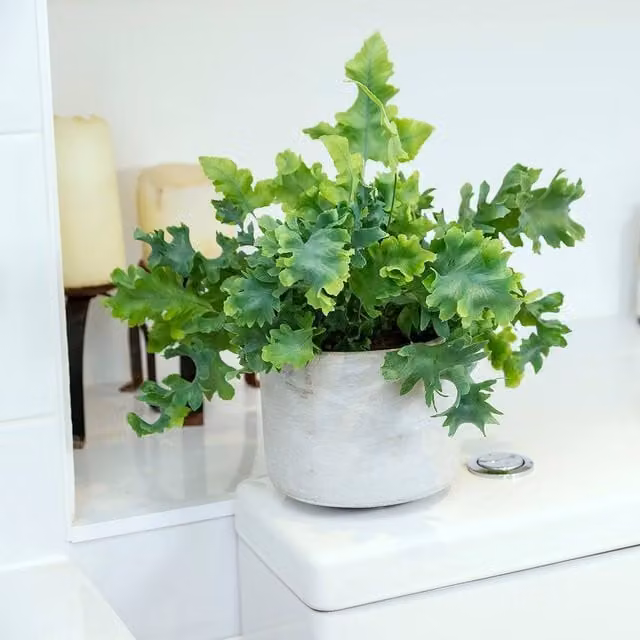Primrose Phlebodium Aureum Davana Golden Polypody Indoor Plant in a Green 12cm Pot, Height: 30 cm