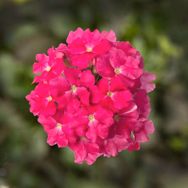 Plants by Post Verbena Lanai Pink and Red Outdoor Bedding Plants in 3 x 9cm Pots