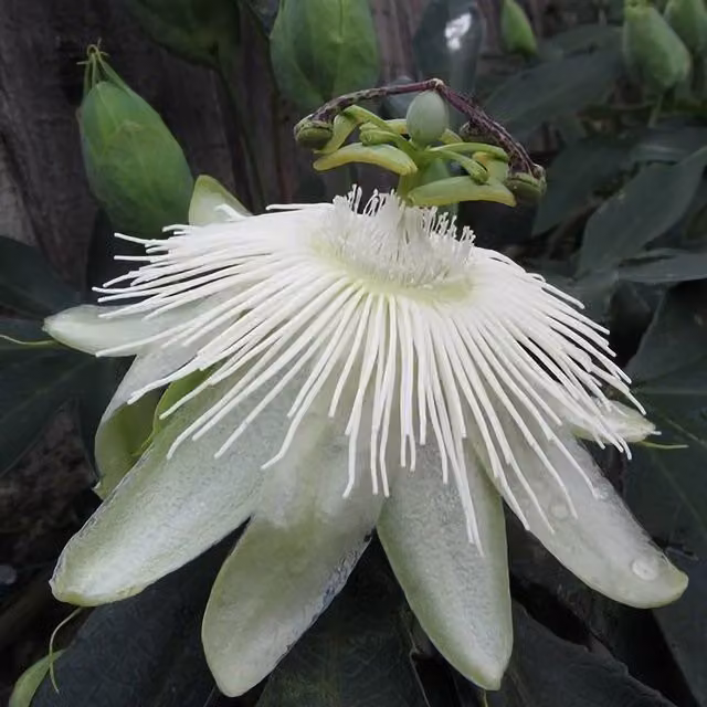 Plant Theory Passiflora Snow Queen White Passion Flower Climbing Plant, Green