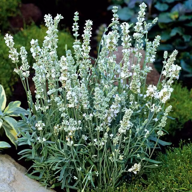 Unwins Ellagance Ice Lavender Flower Seeds, Green and White