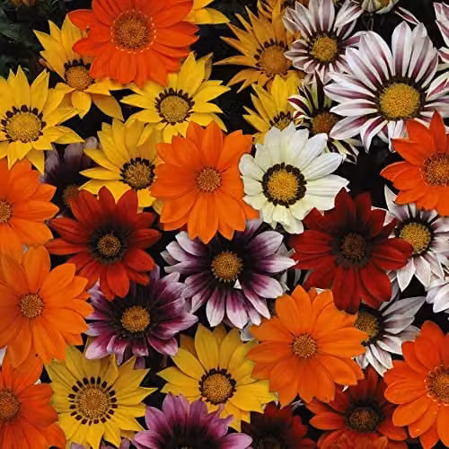 Thompson and Morgan Gazania splendens New Day Mix F1 Hybrid Multicolour Treasure Flower Seeds (Approx. 20 Seeds)
