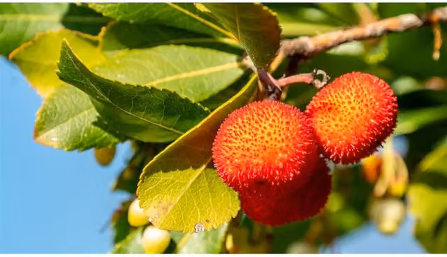 Direct Plants Arbutus Unedo Compacta Strawberry Tree Ornamental Shrub, 2L Pot, Green