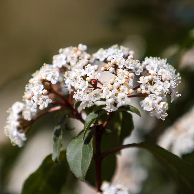 The Rose Press Garden Viburnum Tinus Evergreen Shrub for Outdoor Gardens with Pink, White and Blue Flowers