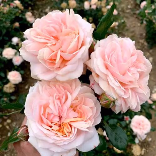 Thompson & Morgan Rose Joie de Vivre Floribunda Shrub with Pink and Peach Ruffled Blooms, 2 Bare Roots – 4