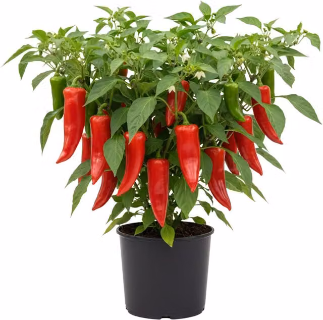 Plants By Post Sweet Pepper Thor Mamara Red Potted Plants, 3 Pack