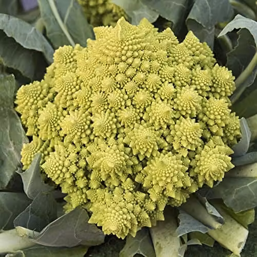 Thompson and Morgan Romanesco Cauliflower Veronica Seeds, Summer and Autumn Vegetable Seeds, 1 Packet (Approx. 20 Seeds)