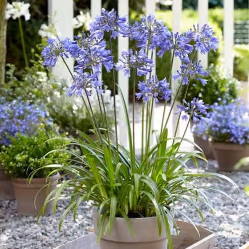 Thompson and Morgan Agapanthus Ever Sapphire Blue Flowering Perennial, 1x 2.5 Litre – 2