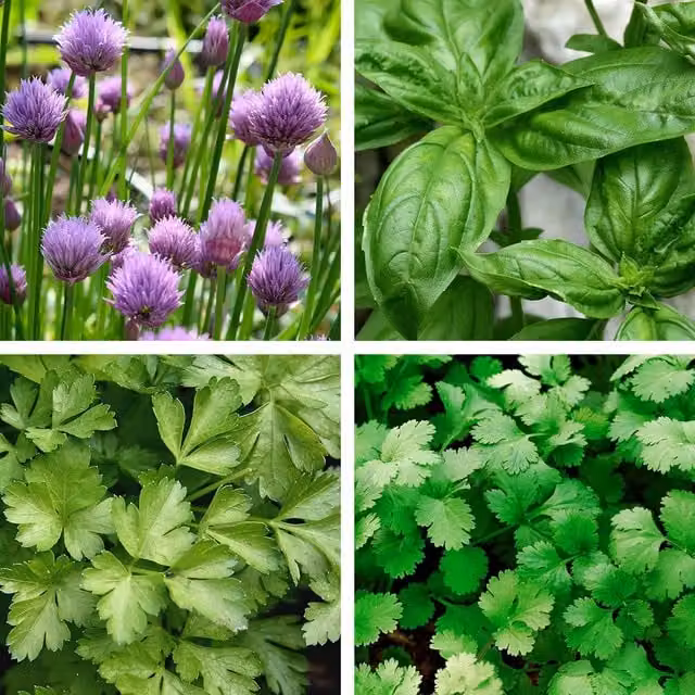 Unwins Herb Seed Collection, Green and Multicolour