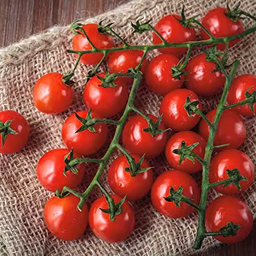 Thompson and Morgan Tomato Sweet Success Vegetable Seeds – 2