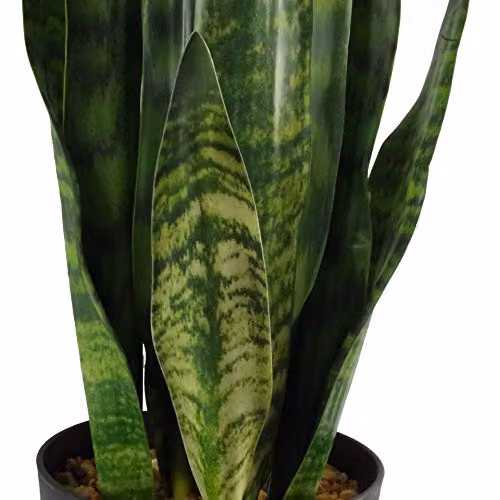 Leaf Design Green Artificial Sansevieria Zeylanica Potted Plant, Height: 70 cm – 2