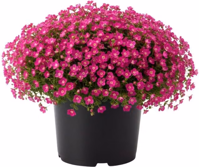 Plants by Post Silene Schafta Perennial Outdoor Flowering Plant, Magenta Pink, Pack of 3