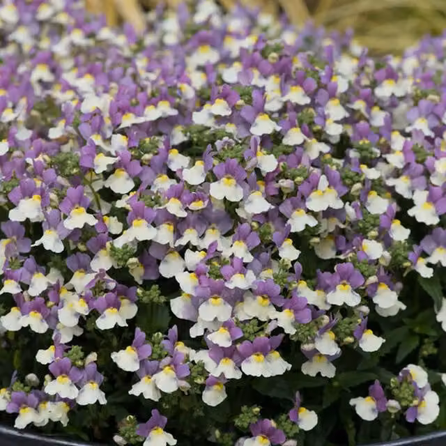 Plants by Post Nemesia Lady Kate Fragrant Bedding Plants, Pink and Purple, 2 x 1L Pots
