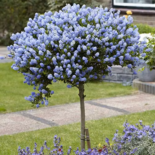 YouGarden Pair of Hardy Californian Lilac Ceanothus Standard Trees with Blue Flowers in 3L Pots, Height: 80-90 cm