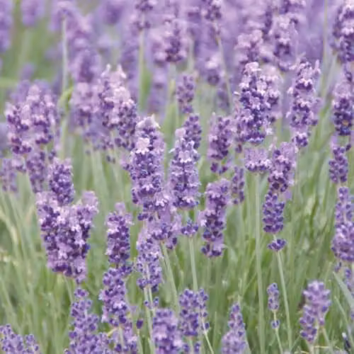 Thompson and Morgan Lavandula Munstead Lavender Hardy Ornamental Shrub, 6 Jumbo Plug Plants, Purple and Silver – 1