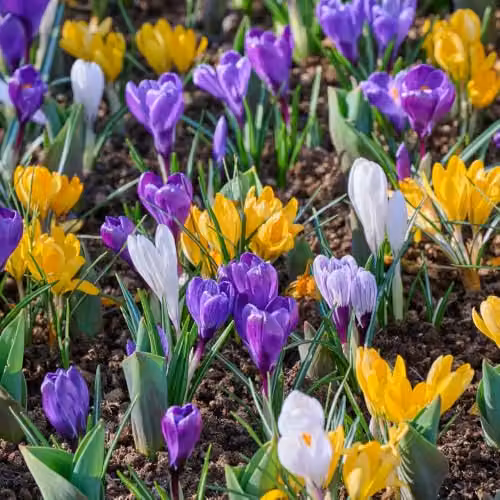 YouGarden Mixed Crocus Species Spring Flowering Bulbs, 60 Bulbs, Multicolour – 4