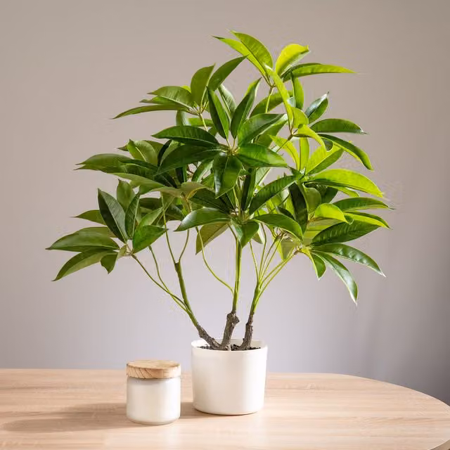 Scottish Everlastings Ltd 60cm Real Touch Schefflera Umbrella Plant in a White Rattan Pot, Green