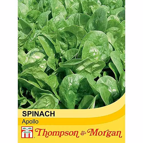Thompson and Morgan Spinach Apollo Seeds, 300 Seeds – 2