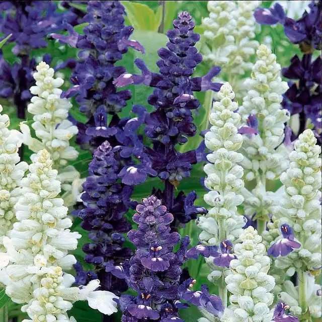 Unwins Salvia Wedgewood Blend Blue and White Flower Seeds