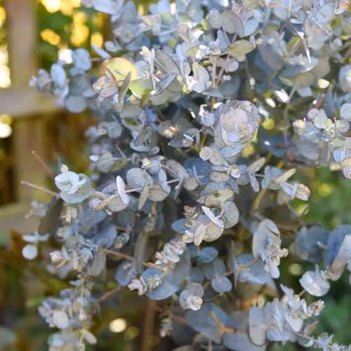 Thompson & Morgan Eucalyptus Gunnii Hardy Evergreen Shrub or Tree with Silvery Blue Foliage, 1.5 Litre Pot – 1