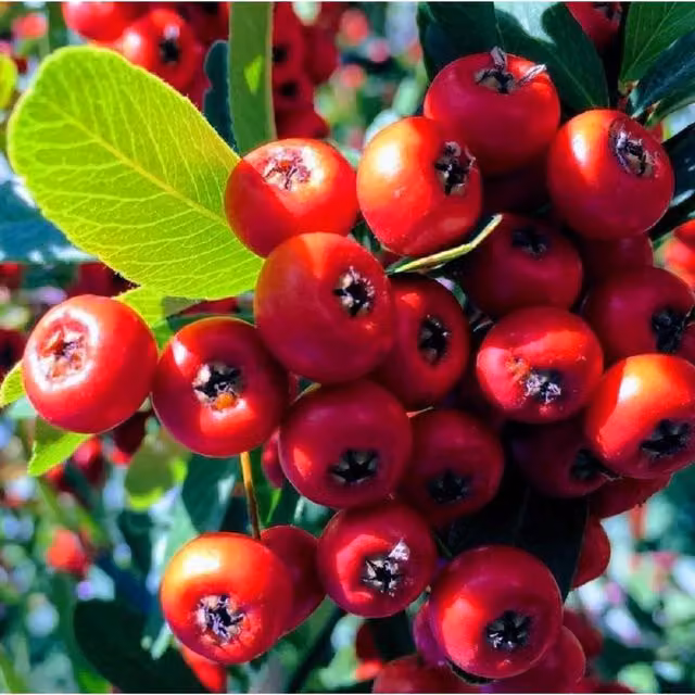 Direct Plants Pyracantha Mohave Red Evergreen Climbing Shrub