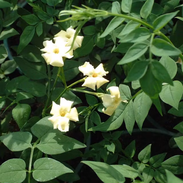 Plants By Post Jasminum Officinale Climber, White