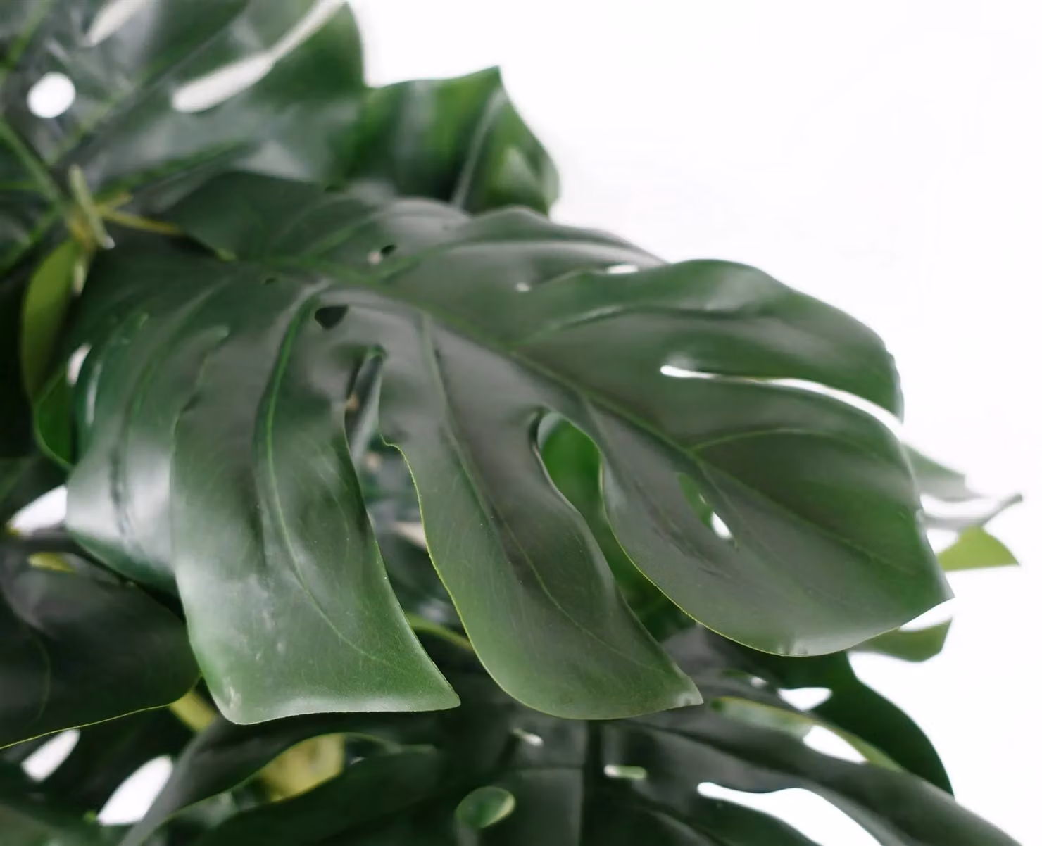 Botanik UK Premium Artificial Monstera Plant in Green, Height: 150 cm – 2