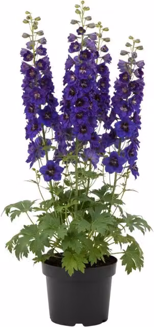 Plants by Post Delphinium Tall Perennial Garden Plant in Blue and White
