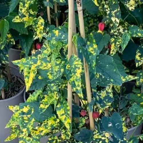 Thompson & Morgan Abutilon megapotamicum Variegatum Trailing Bell Flowering Ornamental Shrub with Gold-Variegated Foliage, 3 Litre Pot – 1