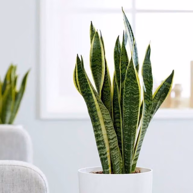 Primrose Snake Plant Sansevieria Mother-In-Laws Tongue in Green and Yellow, Height: 80 cm, Pot Size: 25 cm