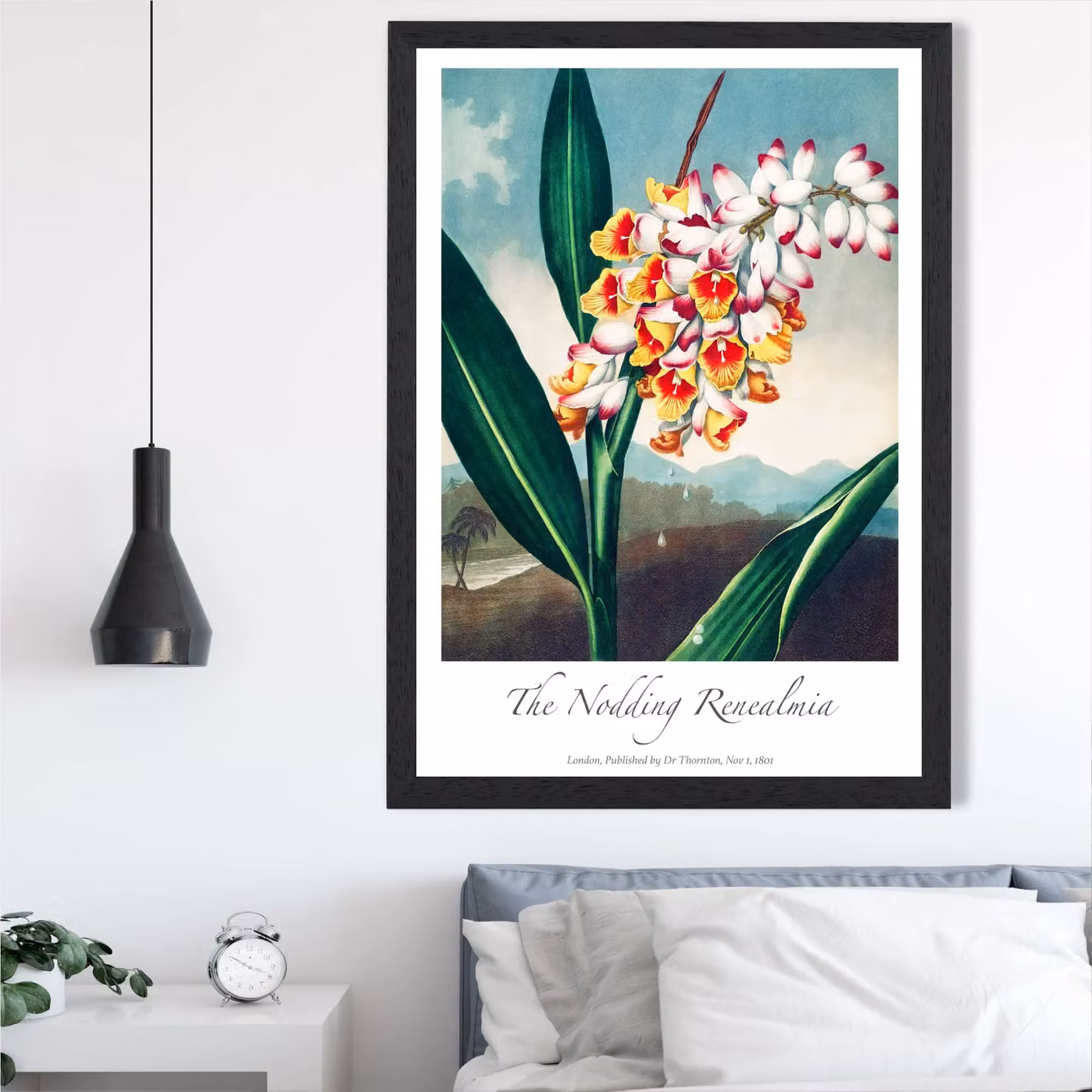 ARTZE Renealmia Flower Framed Print, Vintage Floral Botanical Illustration in Red, Black Frame, A3 – 2