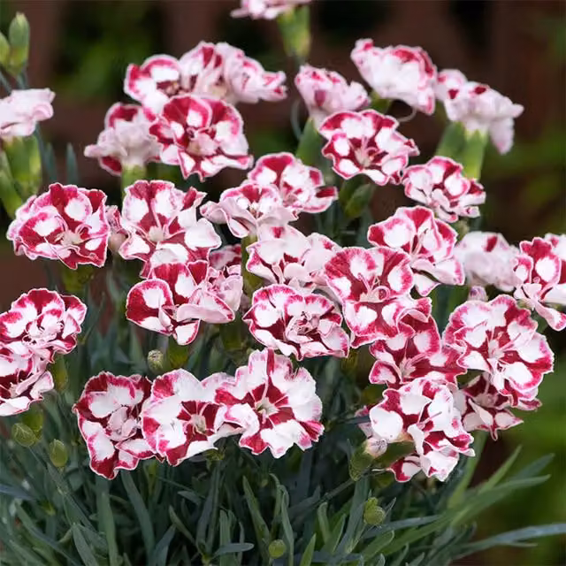 Plant Theory Set of 3 Pink Dianthus Diantica Bedding Plants in 9cm Pots