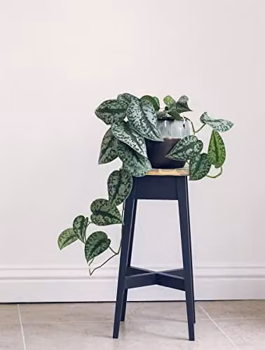 Statement Furniture Florence Wooden Plant Stand in Blue with Acacia Top, Height: 50 cm, Width: 24 cm, Depth: 24 cm – 2