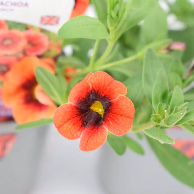 Plants by Post Calibrachoa Orange Punch Trailing Bedding Plants, 3 Pack, Orange with Red Centres, 9cm Pots