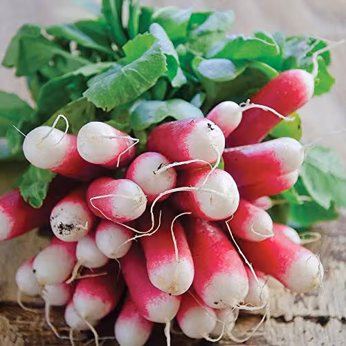 Thompson & Morgan French Breakfast 3 Radish Vegetable Seeds, Red and White – 2