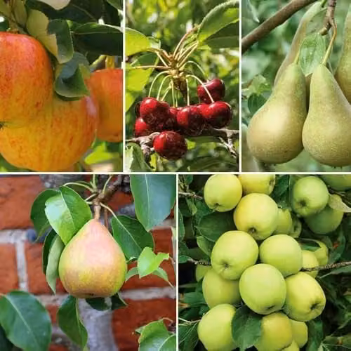 Thompson & Morgan Patio Fruit Tree Collection of Apple, Pear and Cherry Varieties, 5 x 9cm Potted Plants – 1