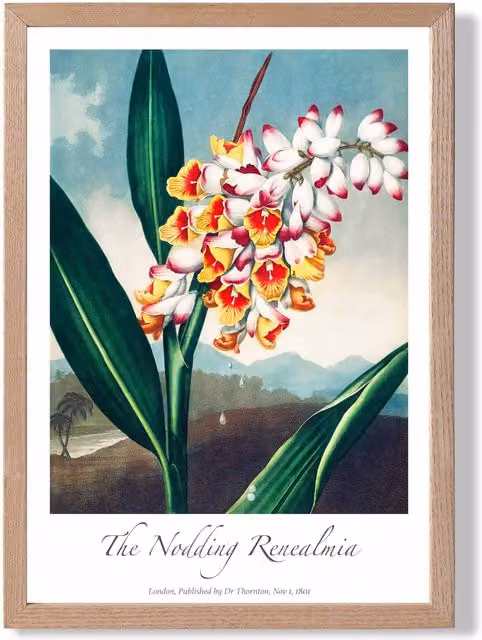 ARTZE Renealmia Vintage Floral Framed Print with Oak Frame, Multicolour