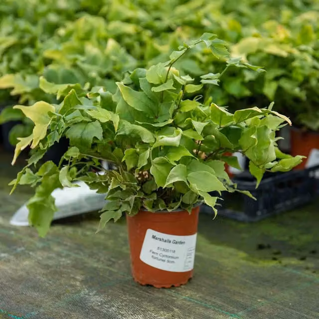 Marshalls Garden Cyrtomium fortunei Holly Fern, Green Ornamental Outdoor Shrub
